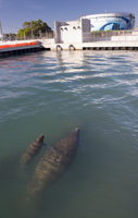 Manatees keep warm near the Riviera Beach plant.