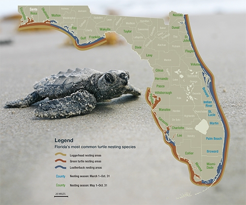 Map of sea turtle nesting areas around Florida