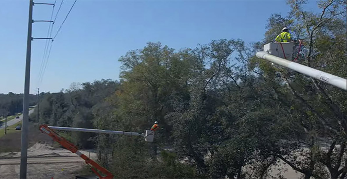 Keeping Lights On, Caring for Trees