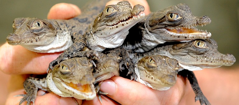 environmental protection baby alligators