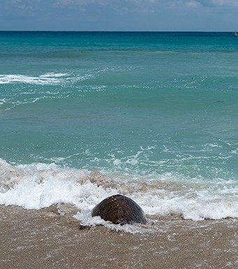 st lucie plant images