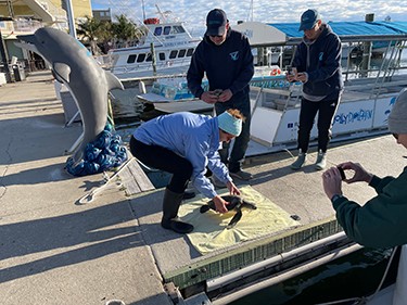 turtle rescue image