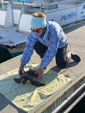turtle rescue image