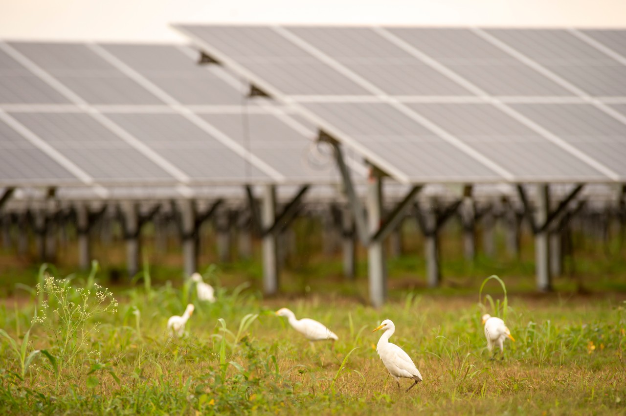 bird near solar panels
