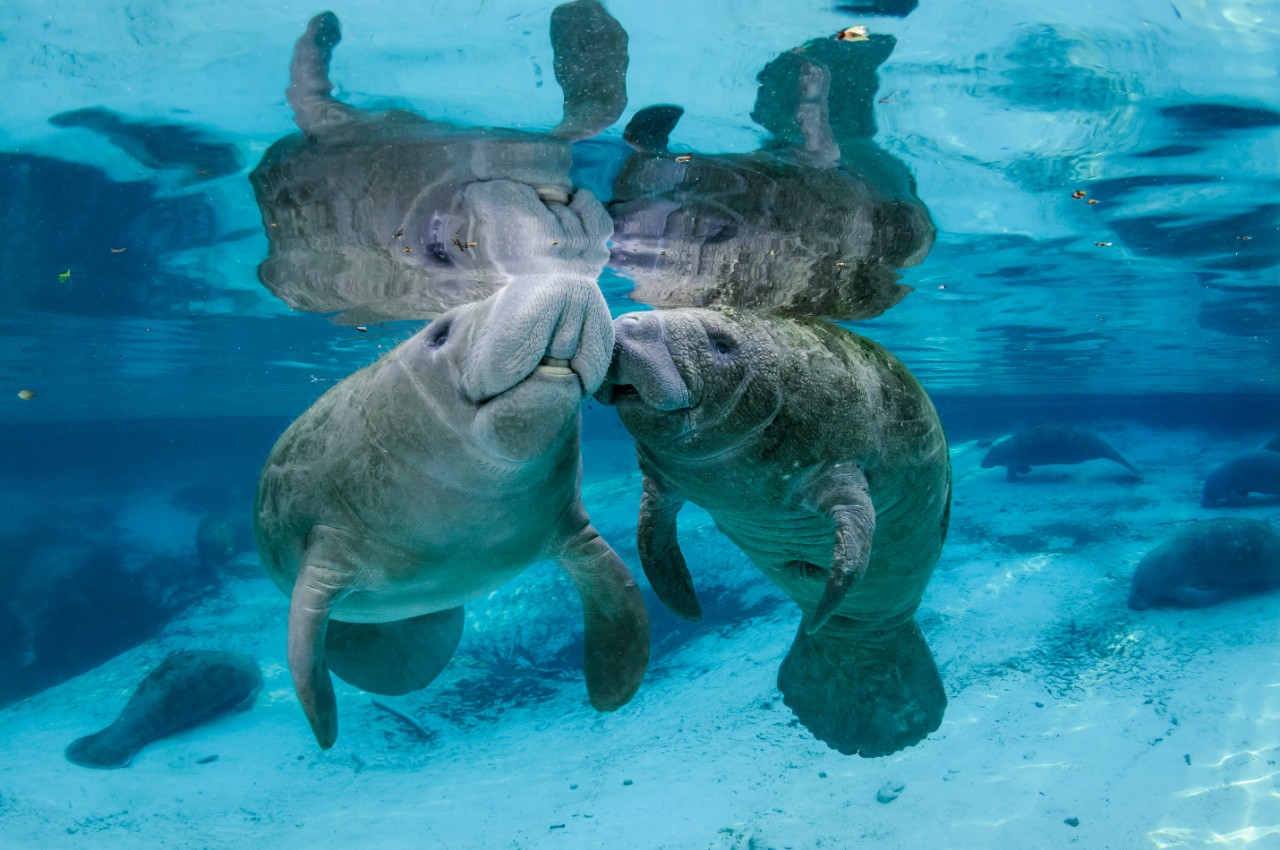 wildlife image