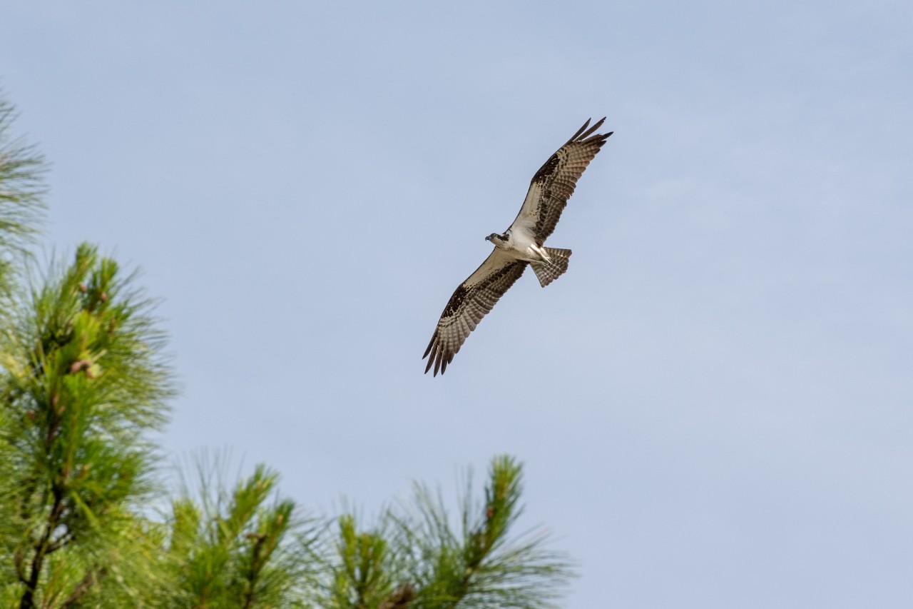wildlife image