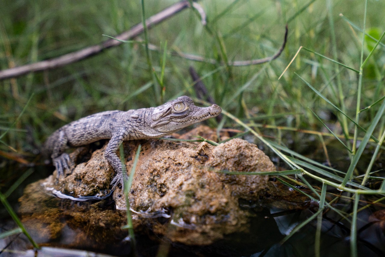 wildlife image