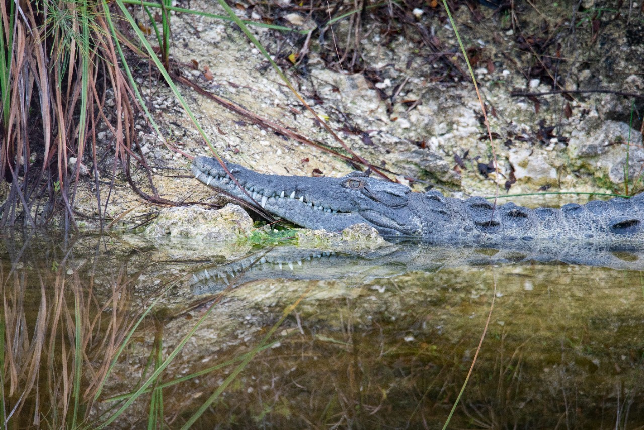 wildlife image