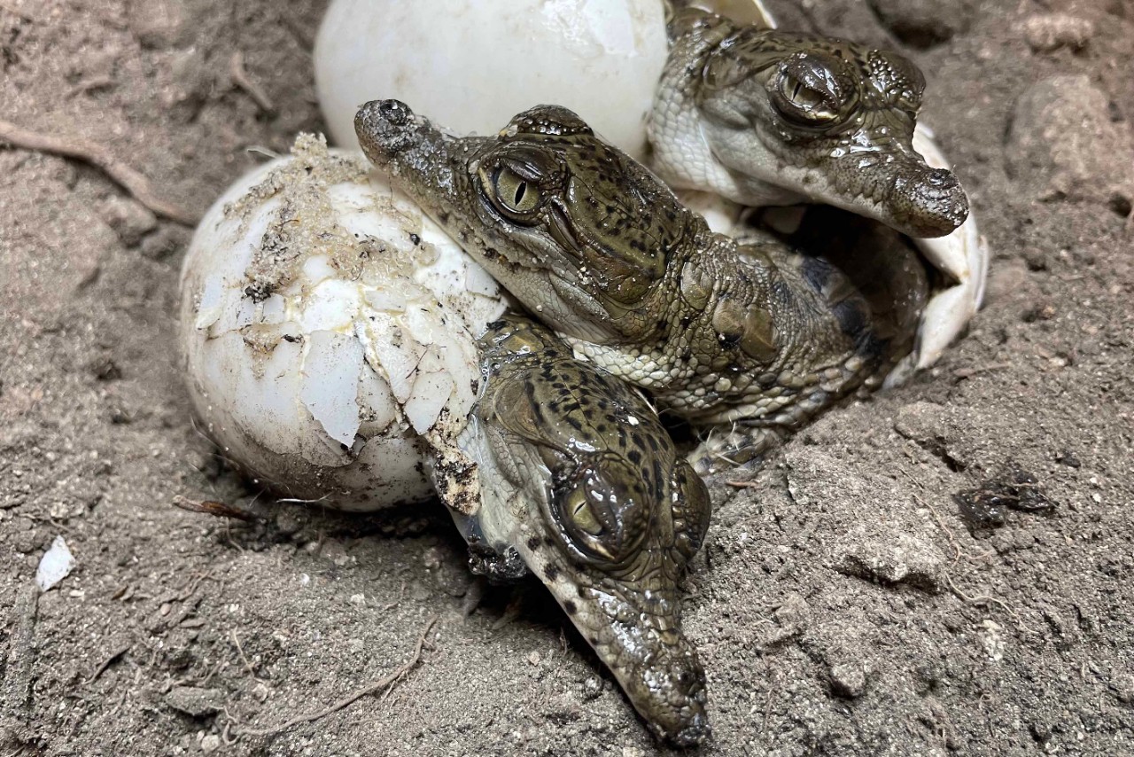 crocodile hatchlings