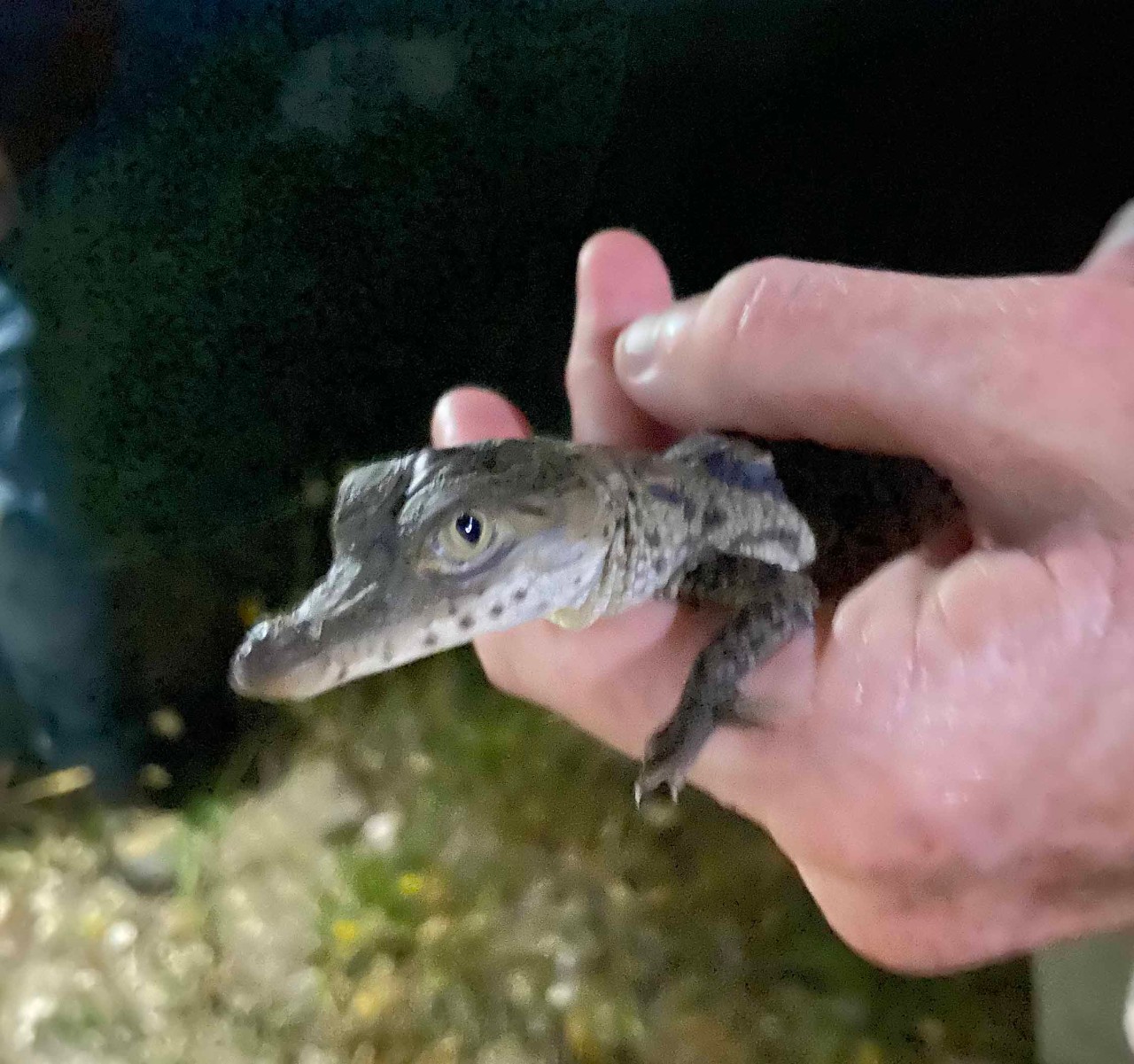 crocodile