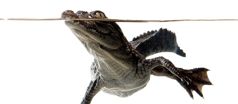 Endangered - American Crocodiles hatchling in water