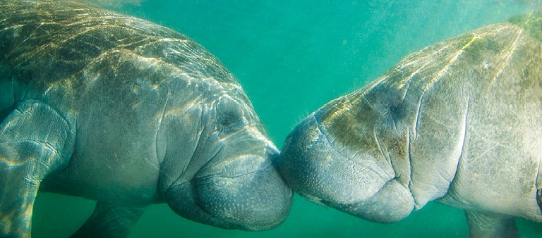 Endangered - Florida Manatees