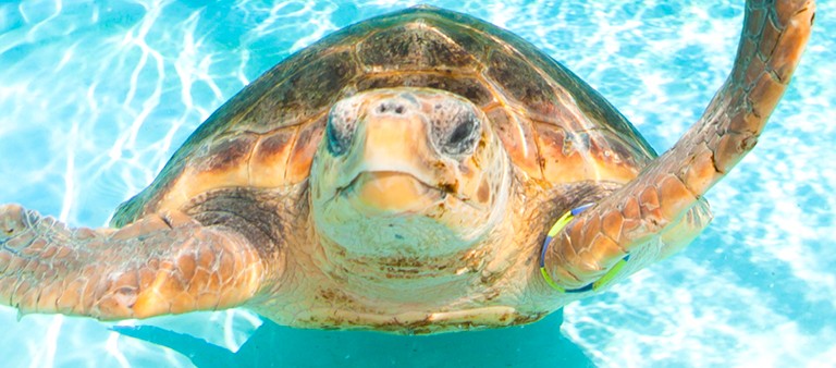 Endangered - Sea Turtles