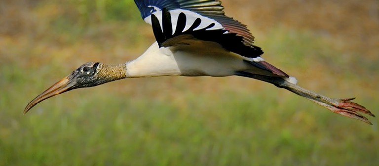 Everglades Wildlife