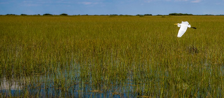 Everglades Mitigation Bank bird flying