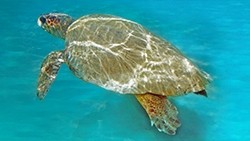 Sea Turtles - Loggerhead Turtle