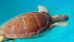 Sea Turtles - Green Turtle