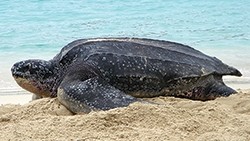 Sea Turtles - Leatherback Turtle