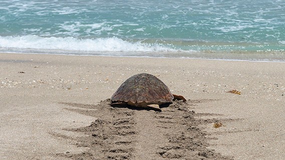 sea turtles