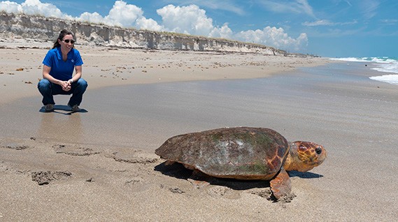 sea turtles