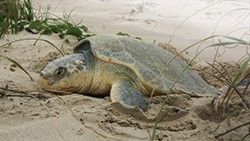 Sea Turtles - Kemp's Ridley Turtle
