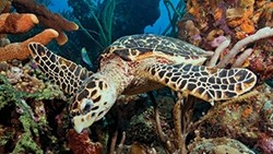 Sea Turtles - Hawksbill Turtle