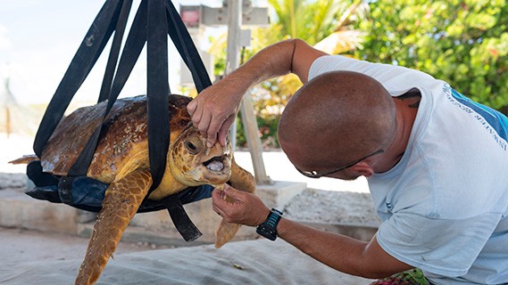 sea turtles