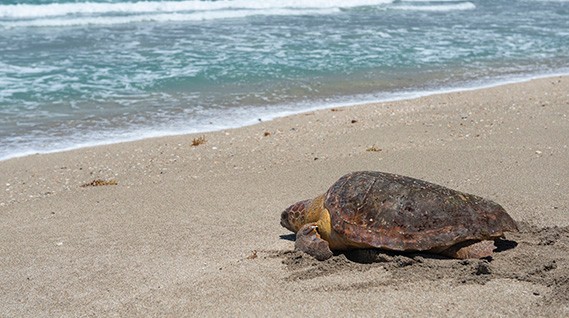 sea turtles