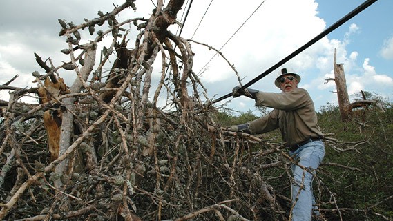 an fpl line worker in the field holding a powerline near by a downed tree
