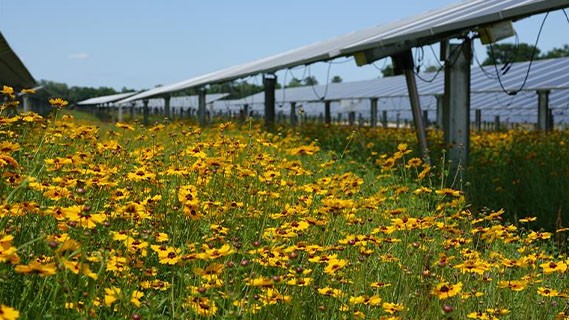  field of flowers at the Audubon solar field