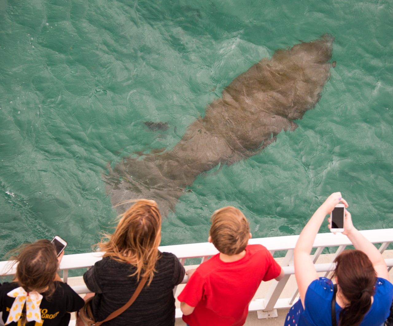 aerial view of a group of four people viewing a manatee at manatee lagoon
