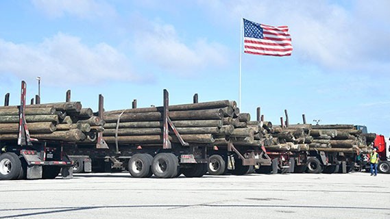 flatbed trucks carrying logs to support restoration efforts in Puerto Rico