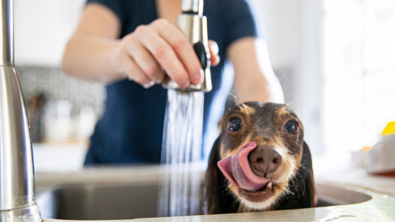 woman washing dog