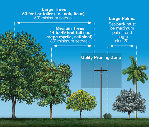 tree setback diagram