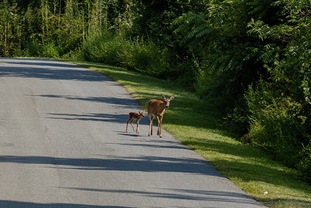 mother deer and her baby walking in the wild