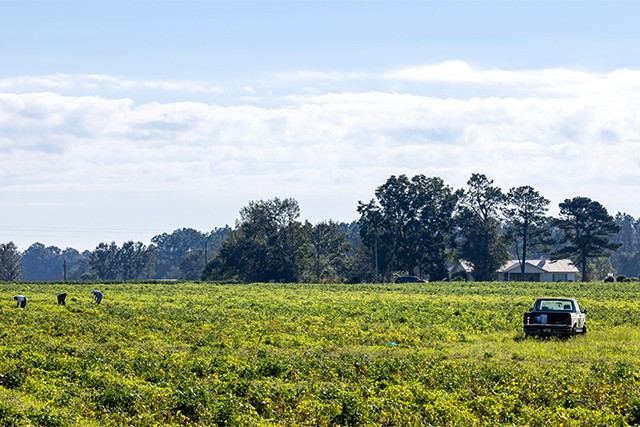 molino farm
