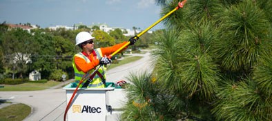 vegetation management worker trimming tree