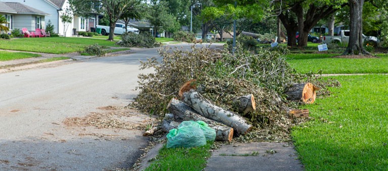 Fallen tree cut up on a sidewalk