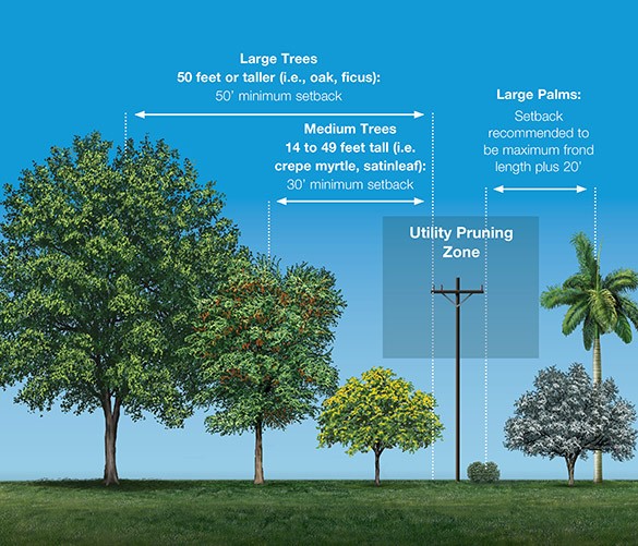 tree setback image