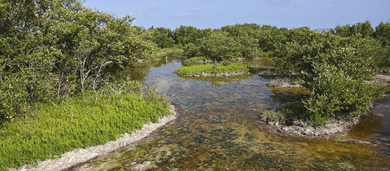 FPL | Environment | Everglades Mitigation Bank
