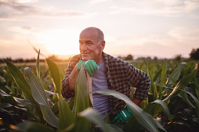 old farmer looking at his farm over sunrise